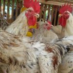 Ayam afkir di Cidolog, Ciamis