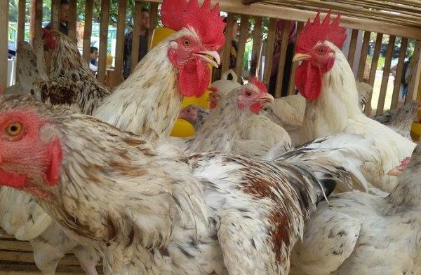 Ayam afkir di Cidolog, Ciamis