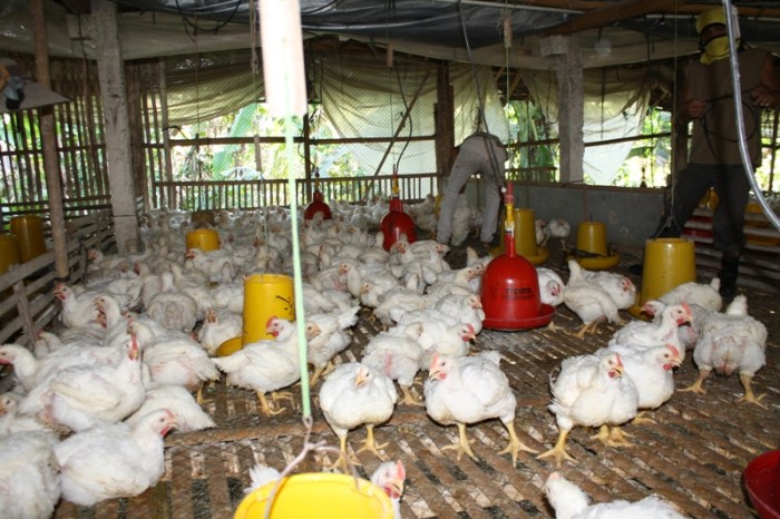 Budidaya ternak ayam di Gringsing, Batang