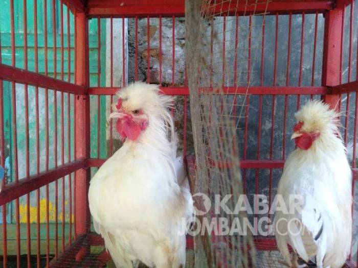 Ayam Ternak di Diwek, Jombang