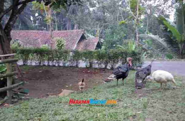 Faktor Cuaca, Harga Ayam Pejantan di Tingkat Peternak di Ciamis Anjlok ...
