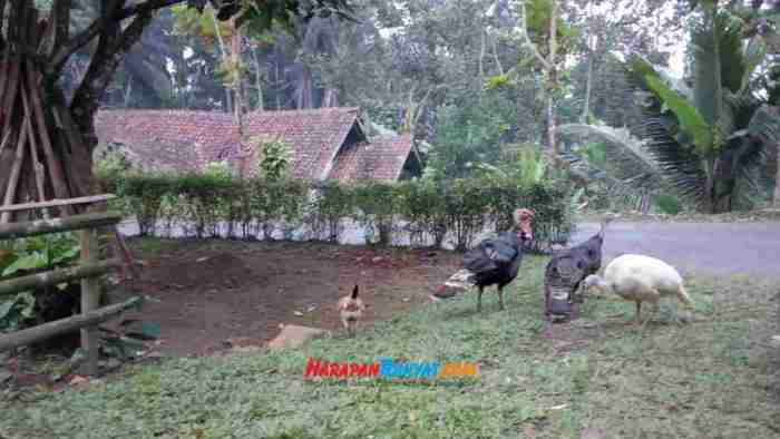 Faktor Cuaca, Harga Ayam Pejantan di Tingkat Peternak di Ciamis Anjlok ...