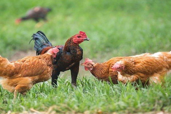 Budidaya ternak ayam di Brati, Grobogan