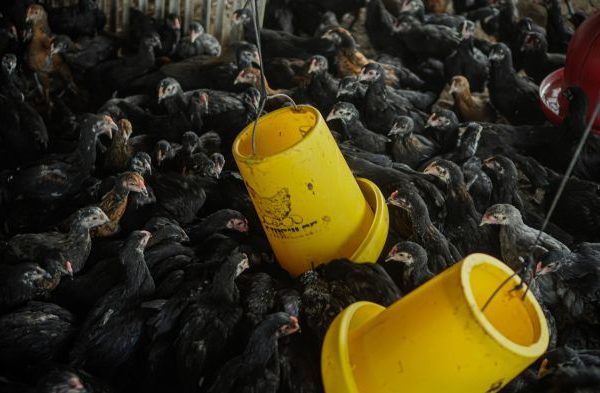 Ayam ternak di Kangkung, Kendal