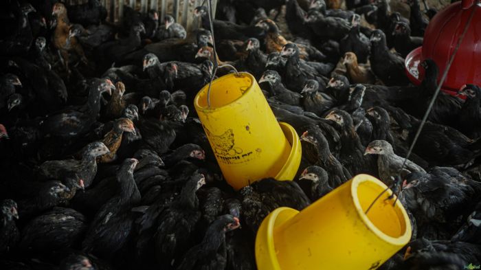 Ayam ternak di Kandangserang, Pekalongan