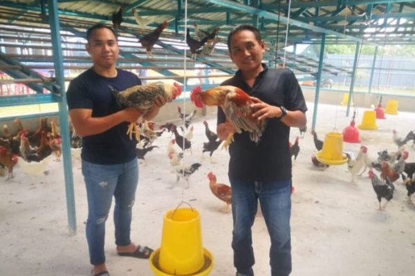 Tingkat Produktivitas Ayam Kampung Berbeda dengan Ayam Ras - Media Hobi ...