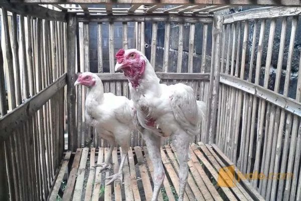 Daun penggemuk ayam di Pasir Putih, Muna