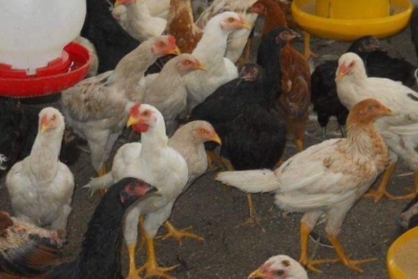 Budidaya ayam di Bandar Negeri Suoh, Lampung Barat