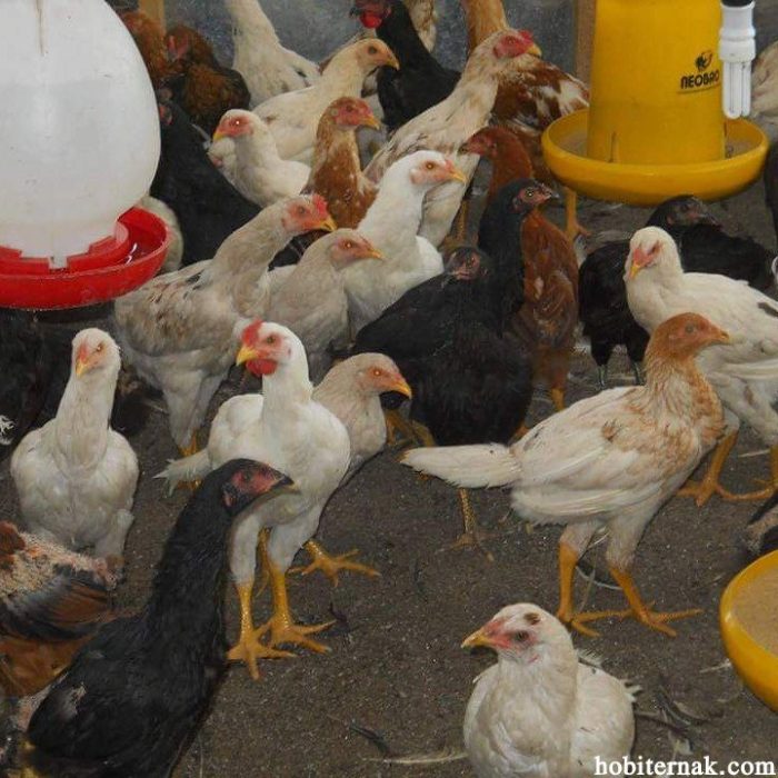 Budidaya ayam di Bandar Negeri Suoh, Lampung Barat