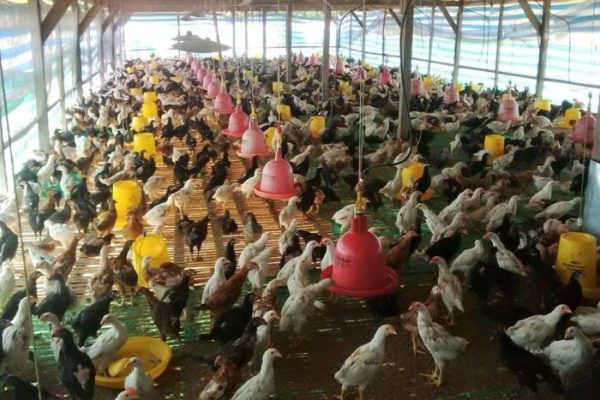 Budidaya ayam di V Koto Kampung Dalam, Kabupaten Padang Pariaman