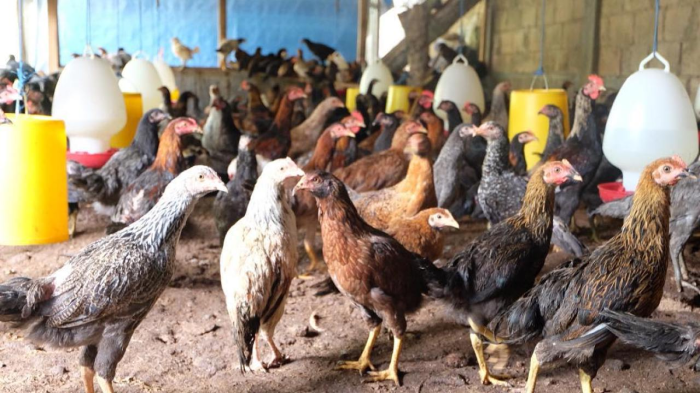 Ternak Ayam Kampung di Celala, Aceh Tengah