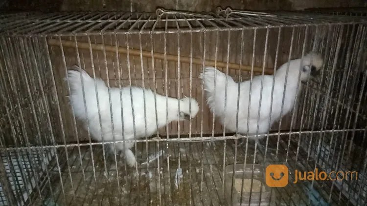 Budidaya ayam di Batang Kapas, Kabupaten Pesisir Selatan