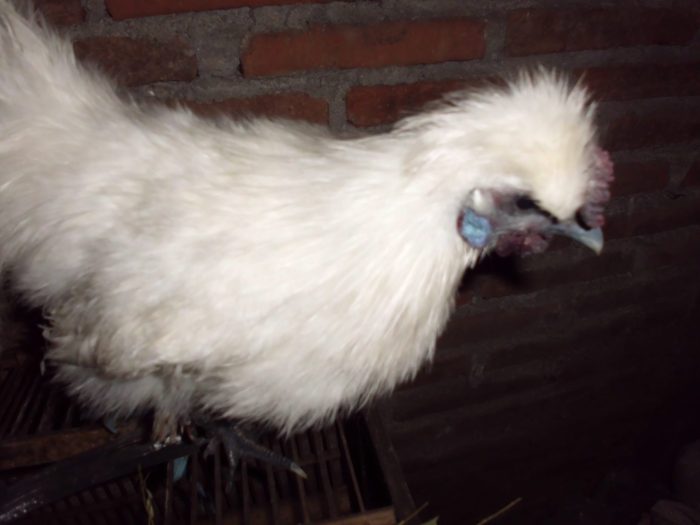 Foto Koleksi Ayam Kapas - HOBI TERNAK Foto Koleksi Ayam Kapas - HOBI TERNAK