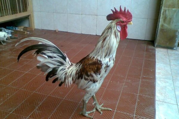 Ayam arab petelur di Belitang III, Ogan Komering Ulu Timur
