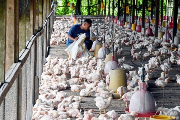 Industri ternakan ayam dijangka rugi RM200 juta sebulan - Kosmo Digital