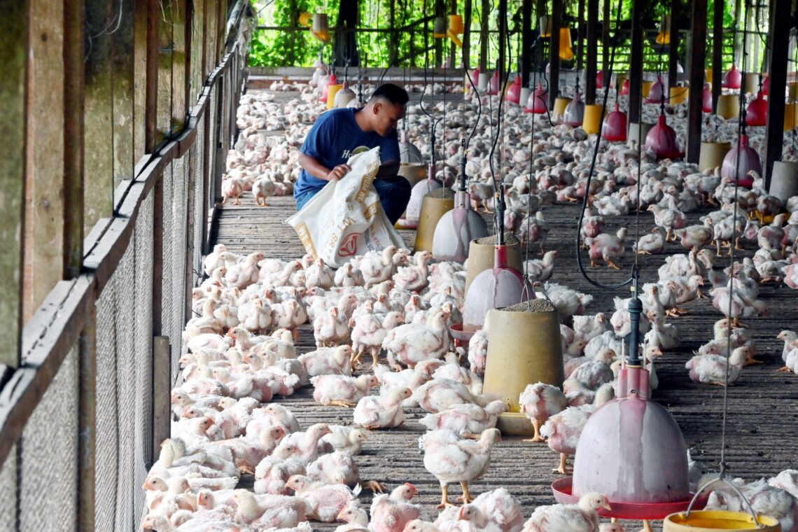 Budidaya ternak ayam di Kalijambe, Sragen