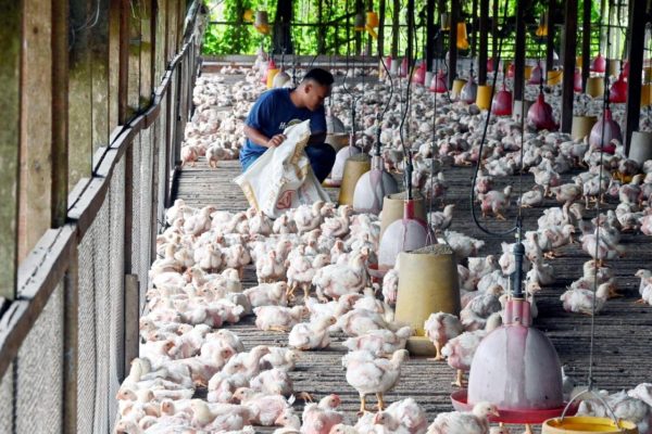 Ternak ayam pedaging di Sindang Kelingi, Rejang Lebong