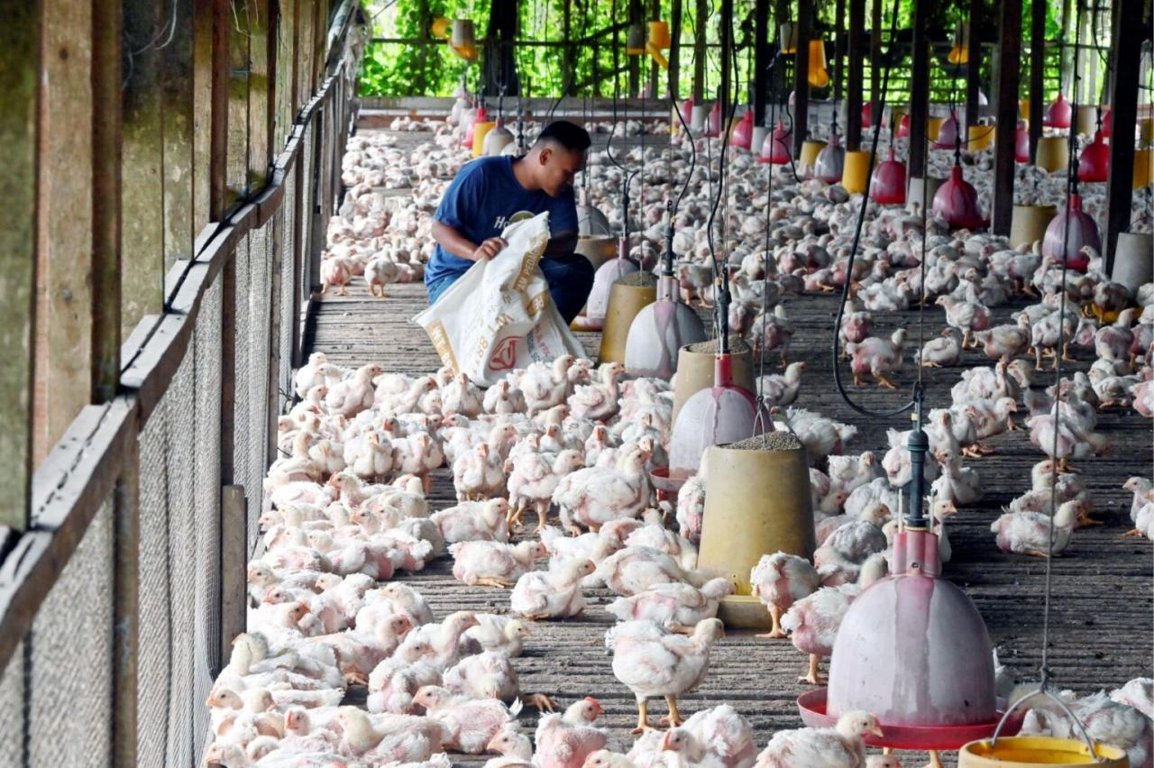 Ternak ayam pedaging di Pinang Belapis, Lebong
