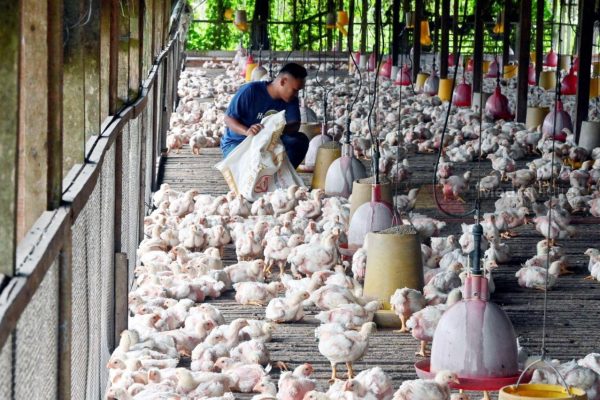 Ternak Ayam Kampung Pemula: Tips Memulainya