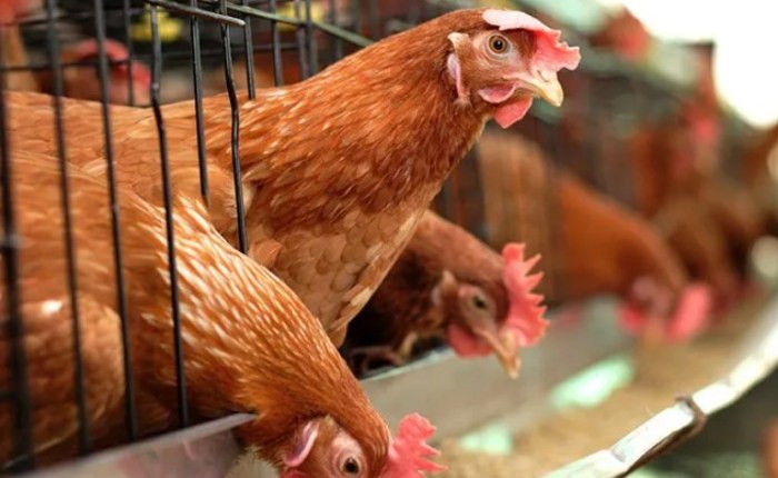 Begini Nasib 50.000 Ayam di Peternakan Kabupaten Serang yang Dibongkar ...