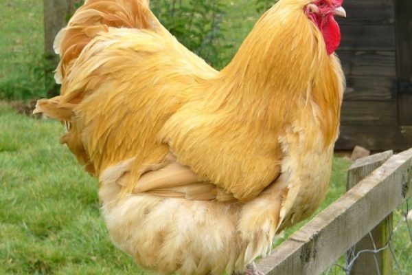 Ayam arab petelur di Batang Lubu Sutam, Padang Lawas
