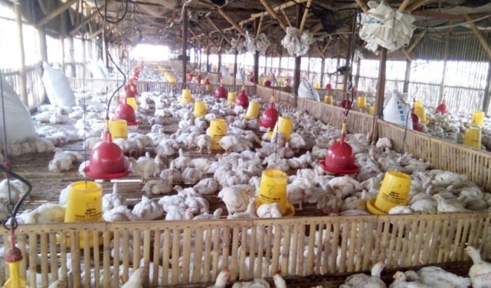 Untung Ganda Beternak Ayam Pedaging di Kebun Sawit