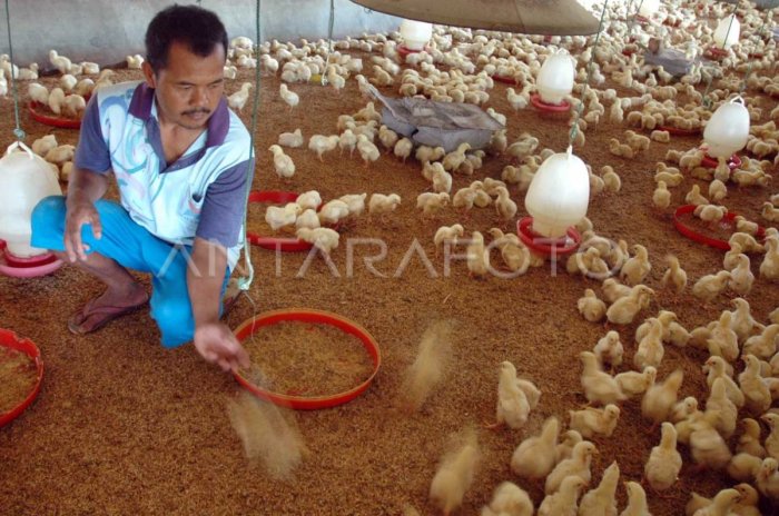 Ternak ayam pedaging di Selupu Rejang, Rejang Lebong