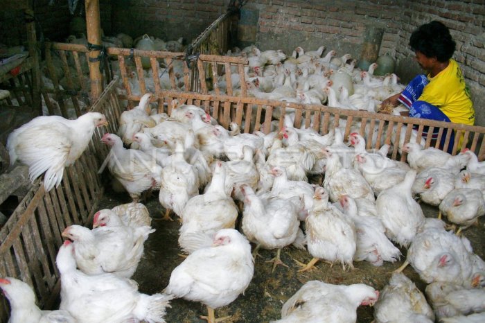 PETERNAK AYAM PEDAGING MERUGI | ANTARA Foto