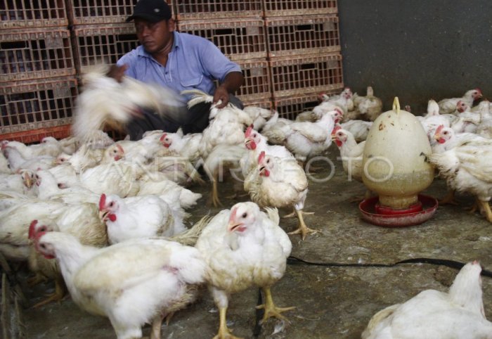 Ternak ayam pedaging di Talo, Seluma