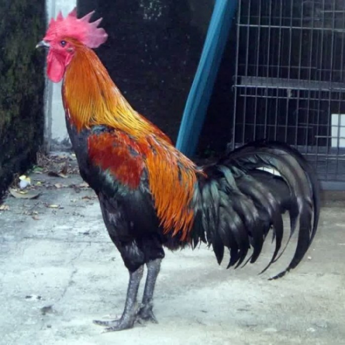 Ayam Ternak di Sugio, Lamongan