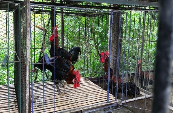 Ayam petelur jantan di Lubuk Begalung, Kota Padang