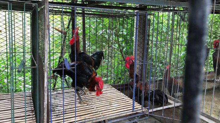 Ayam ternak di Lubuk Begalung, Kota Padang