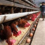 Pakan Ayam Petelur Berkualitas Hasil Telur Melimpah