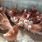 Usaha Ternak Ayam Petelur 100 ekor Untuk Pemula