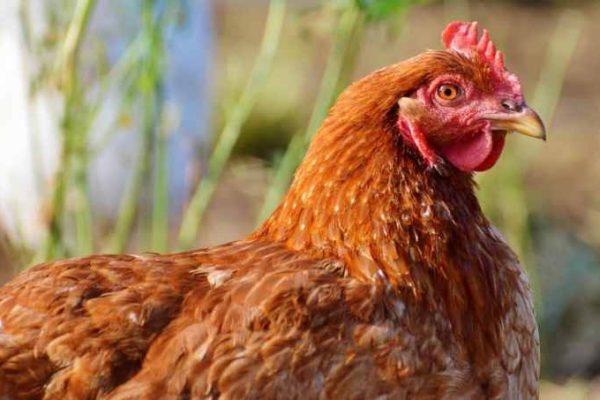 PROSPEK PENJUALAN AYAM BROILER DI SORONG | GEMASURYA