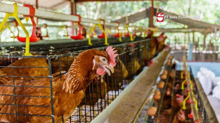 Menjadi Pengusaha Ayam Petelur Bagi Pemula – PT Sinta Prima Feedmill