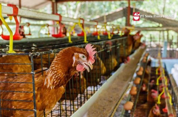 Menjadi Pengusaha Ayam Petelur Bagi Pemula – PT Sinta Prima Feedmill