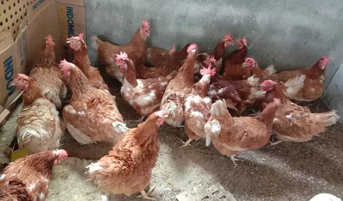 Ternak ayam petelur di Mambi, Mamasa