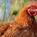 Cara Ternak Ayam Petelur Yang Terbukti Meningkat Produksi