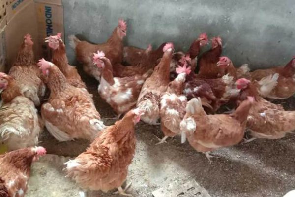 Ternak ayam petelur di Way Tuba, Way Kanan