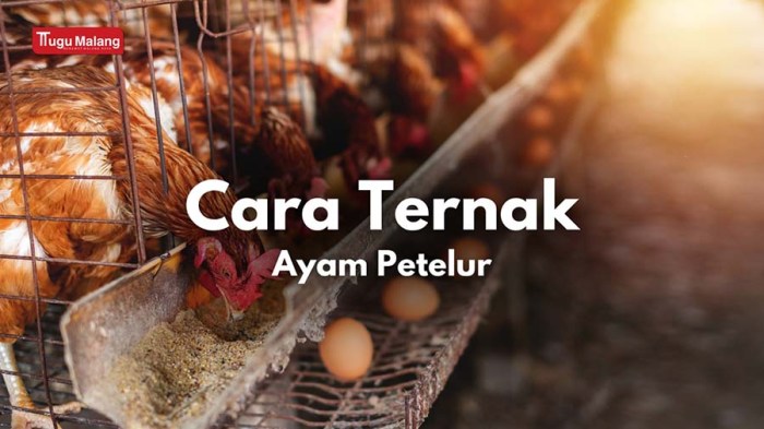 Ayam merah petelur di Tanjungjaya, Tasikmalaya