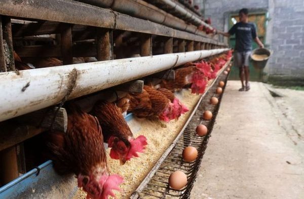 Ayam petelur jantan di Patamuan, Kabupaten Padang Pariaman