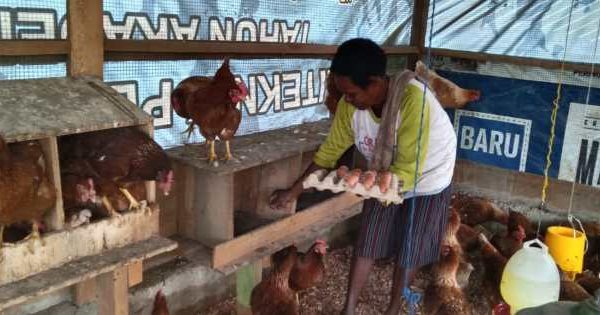 Ternak ayam petelur di Bandar Negeri Suoh, Lampung Barat