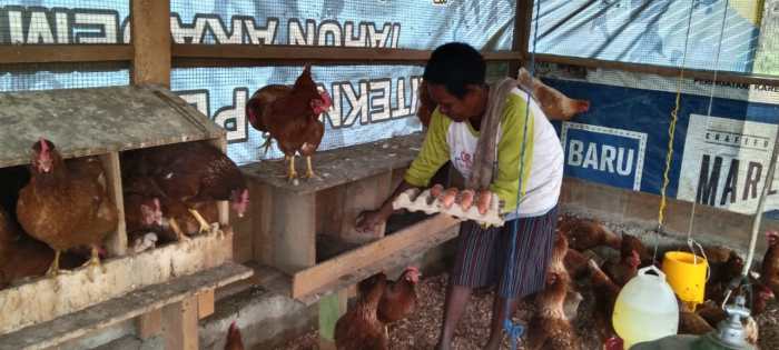 Ternak ayam petelur di Gunung Purei, Barito Utara