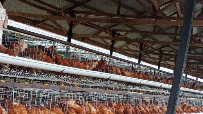 Ayam Petelur di Blang Bintang Hasilkan PAA Rp 5,6 Miliar, Produksinya ... Ternak ayam petelur di Alemsom, Kab. Pegunungan Bintang