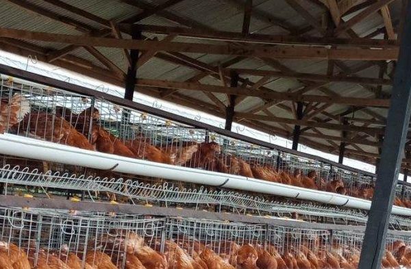 Ternak ayam petelur di Aboy, Kab. Pegunungan Bintang