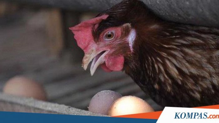 Pensiun, Siapa Sangka Jenderal Bintang 4 Ini Ternak Ayam dan Berkebun ...