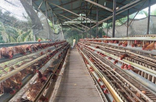 Ternak ayam petelur di Suro Makmur, Aceh Singkil