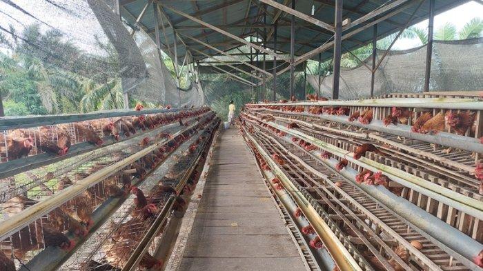 Ternak ayam petelur di Suro Makmur, Aceh Singkil