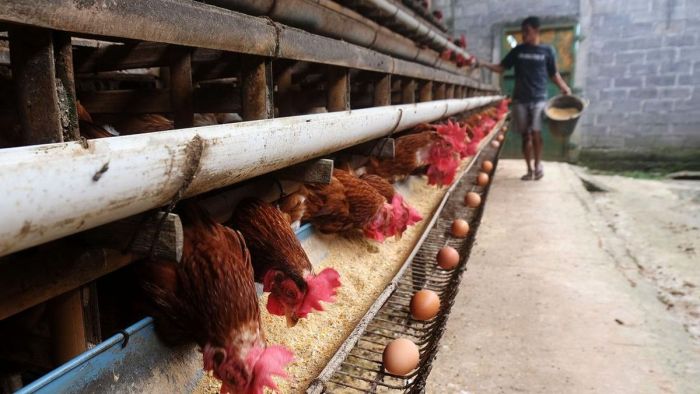 Pakan Ayam Petelur agar Cepat Bertelur - Panduan Lengkap Ayam petelur jantan di Patamuan, Kabupaten Padang Pariaman